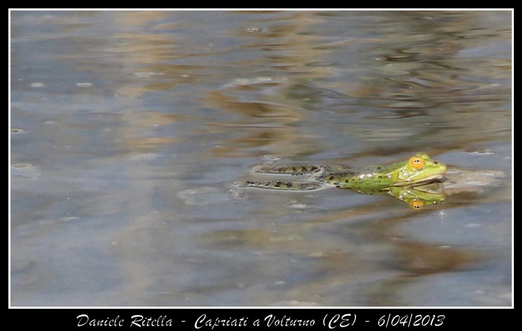 E queste Pelophylax si possono ident. dai sacchi vocali?(CE)